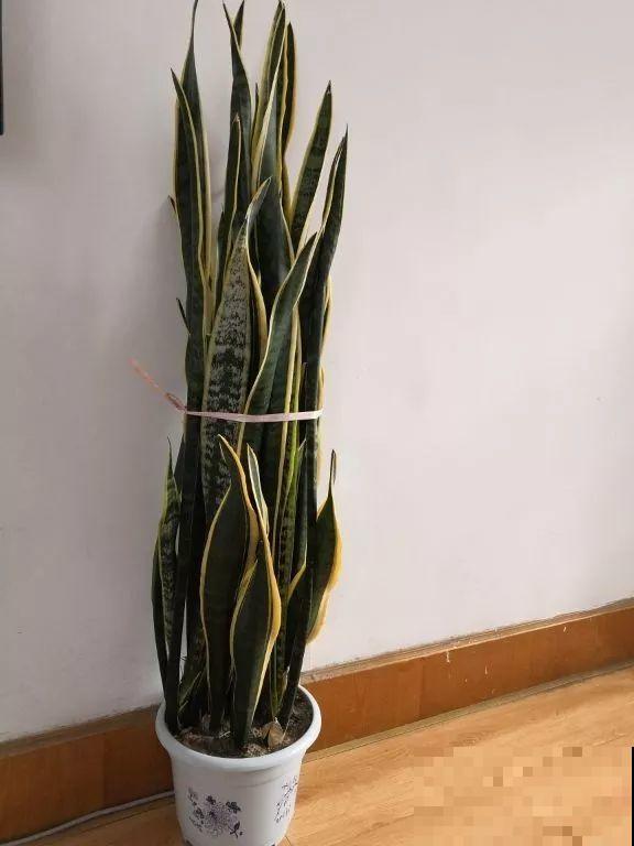 养这3种花真挣钱，今年种1棵，明年能收获一麻袋！