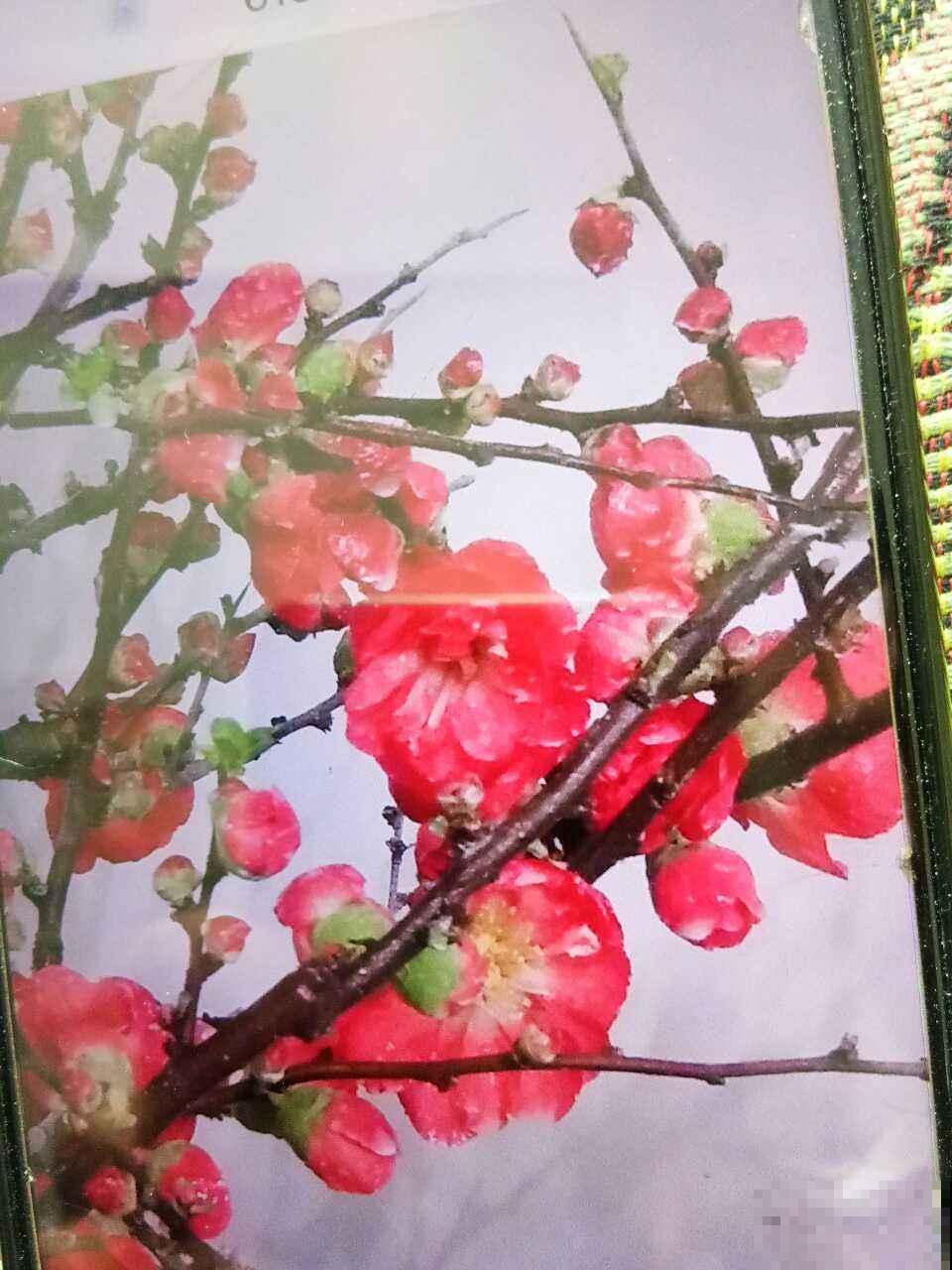 冬天养什么花？这5种花到了冬天就疯长，个个都是开花机器！