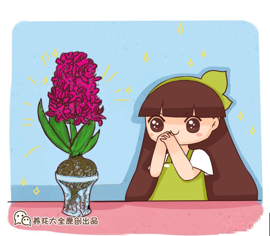 风信子养不好？一定是种植方法出了差错，从这方面补救，爆盆不难