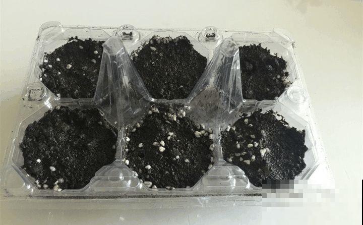 旧筷子先别扔，这样绑一绑，拿来养花有大用处！
