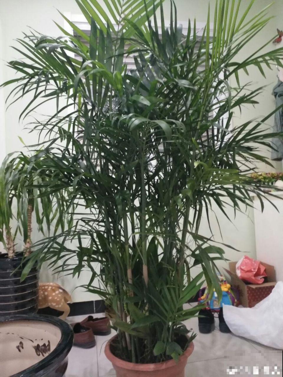 6种有气质的花，摆在哪里都是焦点，邻居全都跑来看！