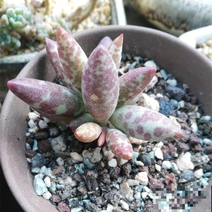 秋冬养了这种花，只要给它晒太阳，不用施肥都长胖！