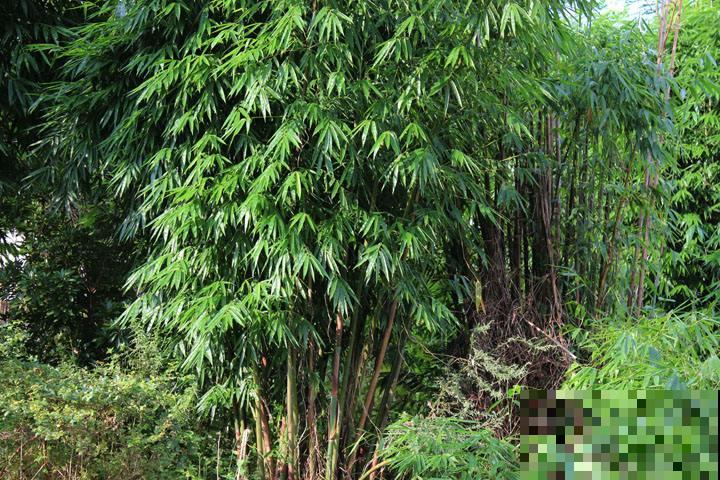 竹子长白霜是咋回事？原来还有这养花妙用，很多人带小刀上山猛刮