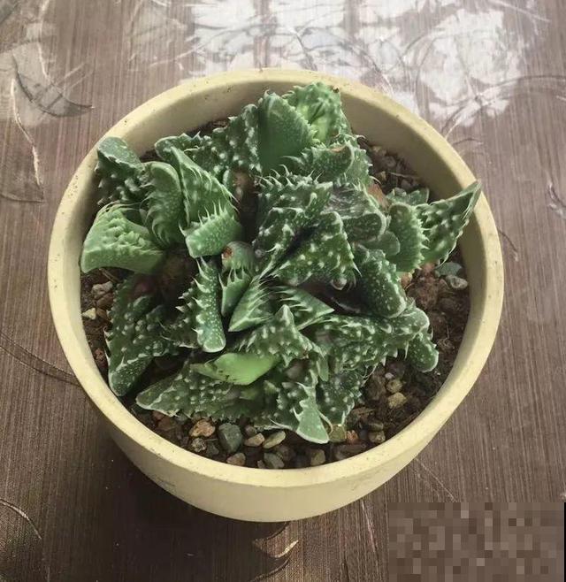 这6种多肉，刚买的时候丑的吓人，先别急着扔，越养越贵气！