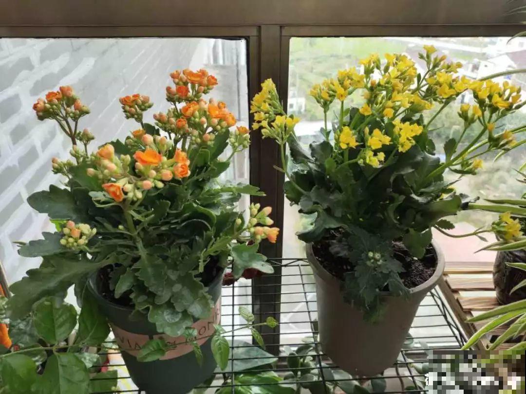 3种花别乱浇水，水越多越不开花，难怪这么多年不见一个花骨朵！