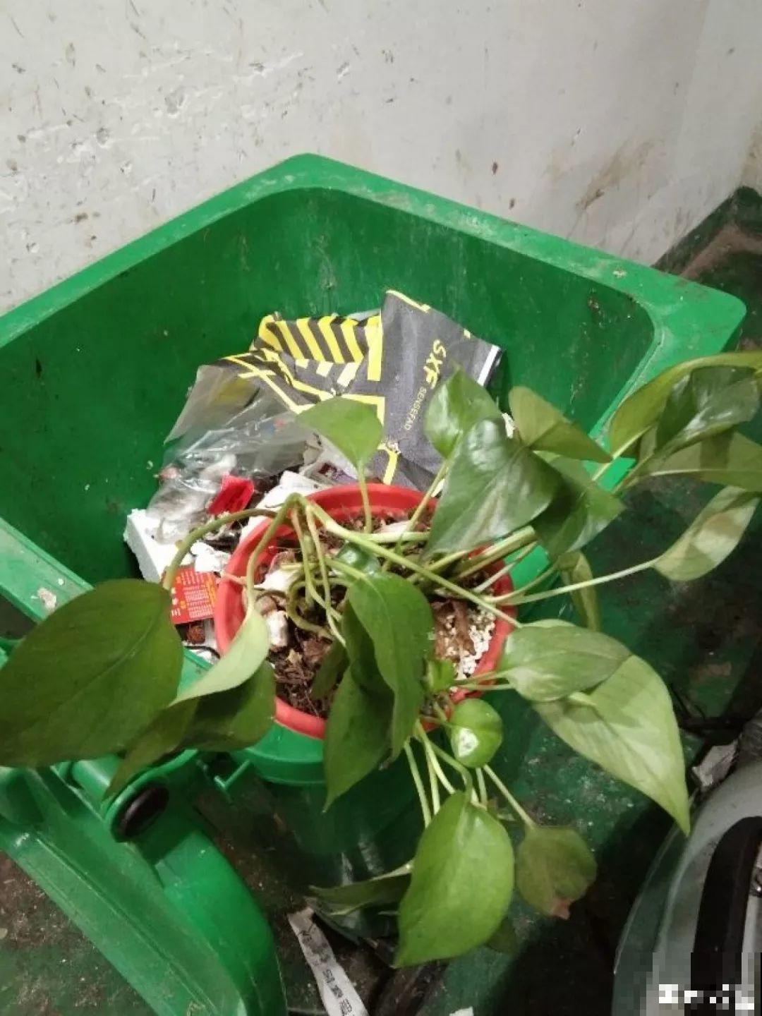 垃圾桶里捡到这3种花，剪一剪叶子就活，再也不用买花了！