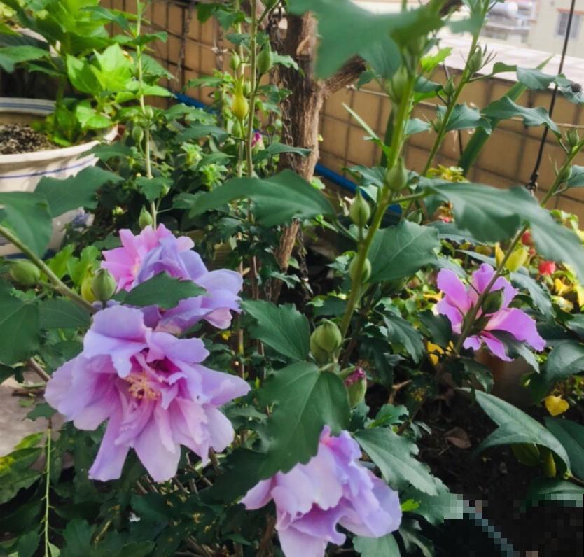 养盆芙蓉花，开出比脸还大的花，冬季赏花又多一盆！