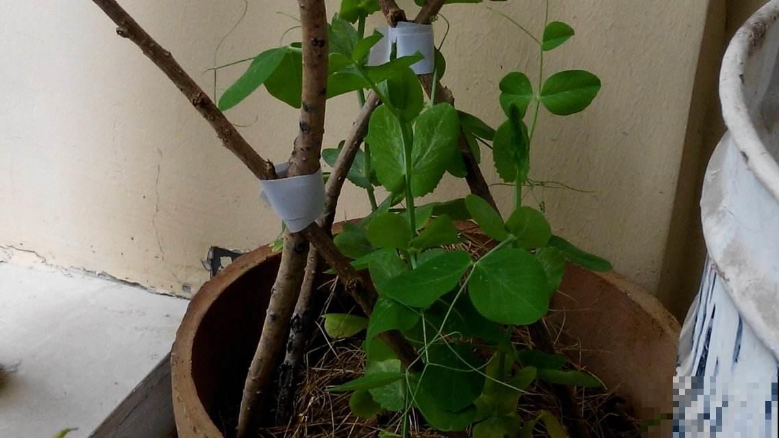 现在还能种豆？是的你没听错，几粒就能种出一大箩筐！