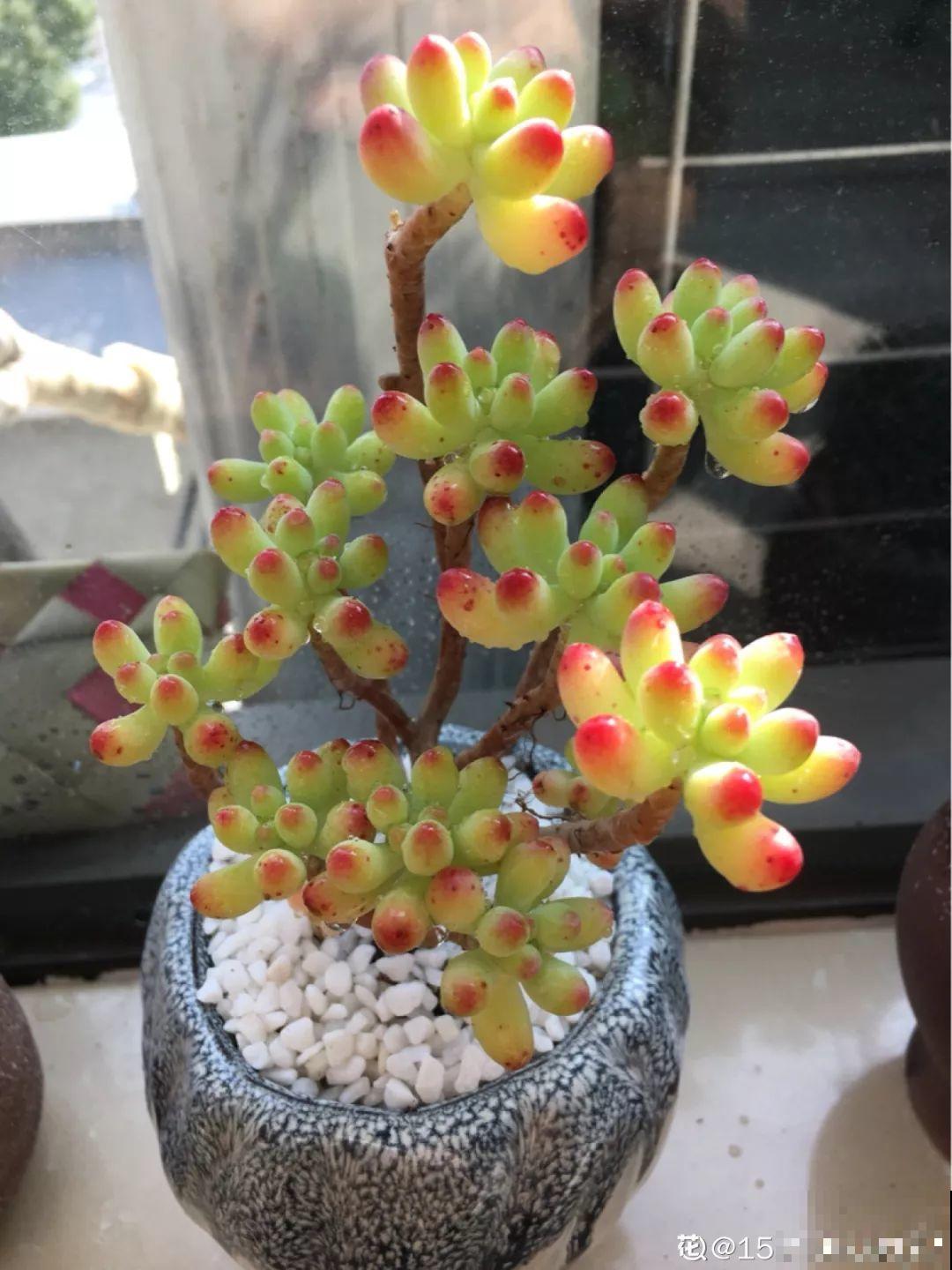 不是所有多肉都爱晒太阳，有的不是晒裂就是长斑了，越养越丑！