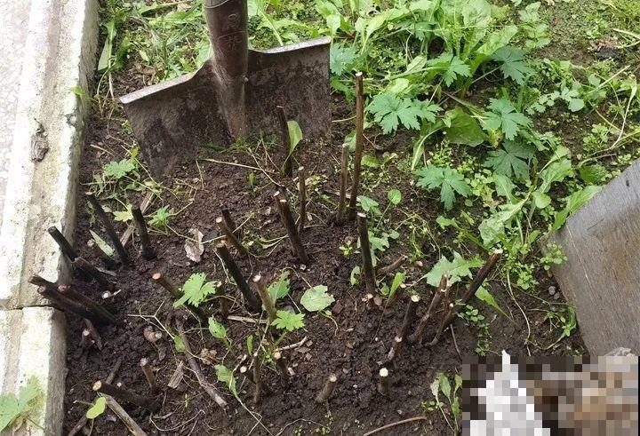 这3种花最好别扦插，越养越难看，重瓣花也能变单瓣！