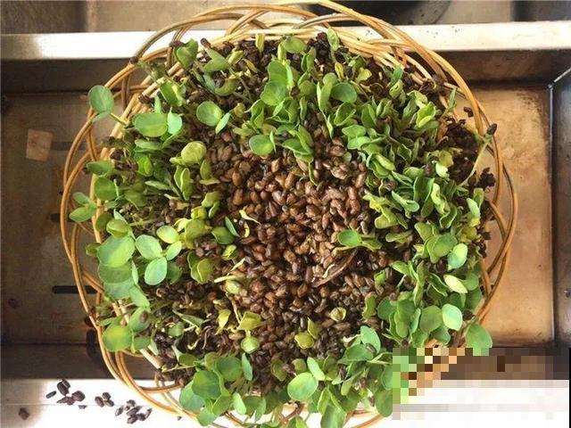 这花种子埋土里就发芽，差点以为是花生，满盆黄花贼亮眼！