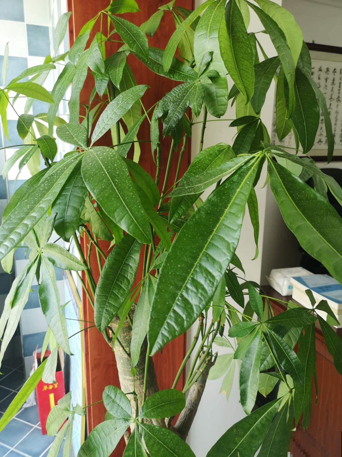 发财树频频黄叶落叶，简直变成光棍树，他用这几招就立马救回来