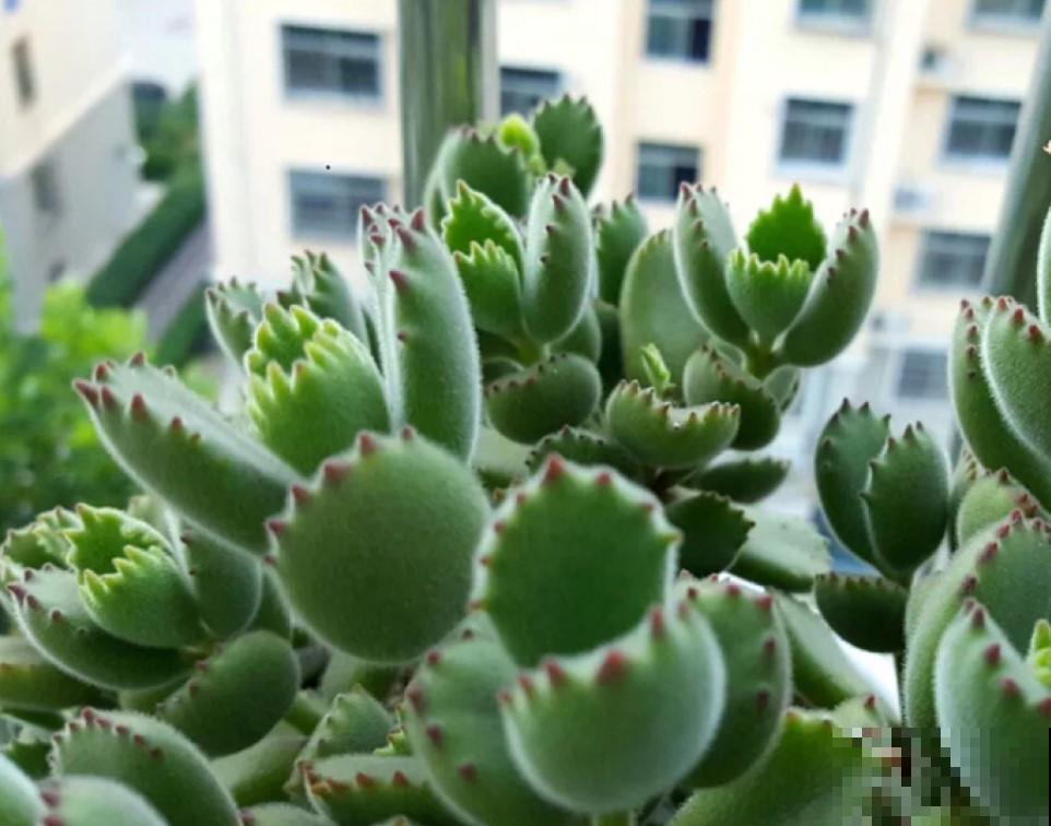 这些奇怪的花真好养，一个一个奇怪，养起来还解压！