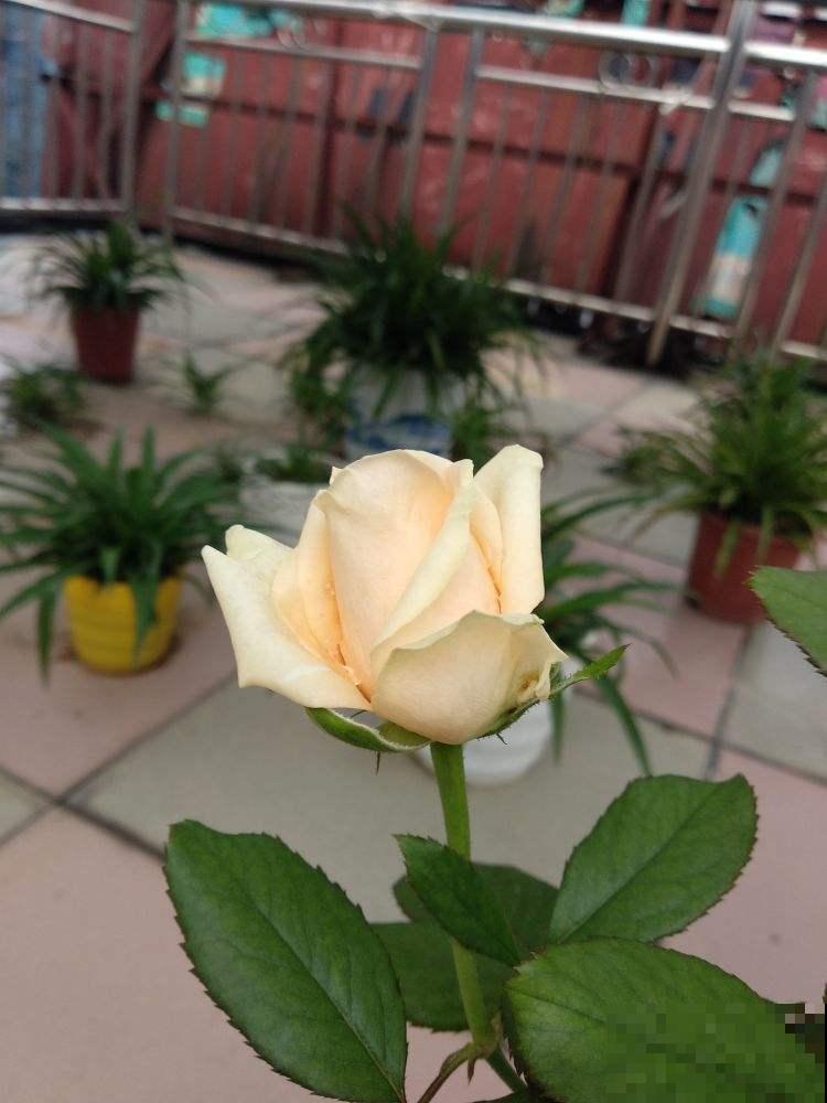 阳台上养这3种花，太热闹了，像花园