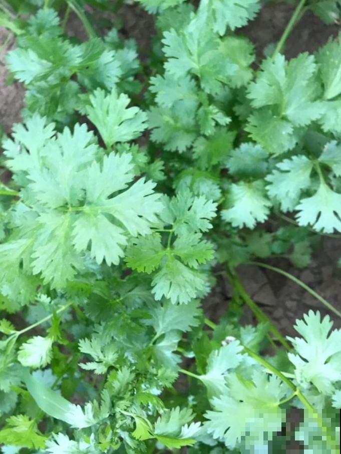 阳台上种菜总是有虫害，这该怎么办？解决方法在这