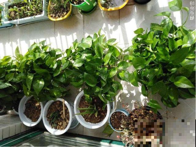 8种花秋冬要穷养，水一多就烂根，再不救只剩空盆！