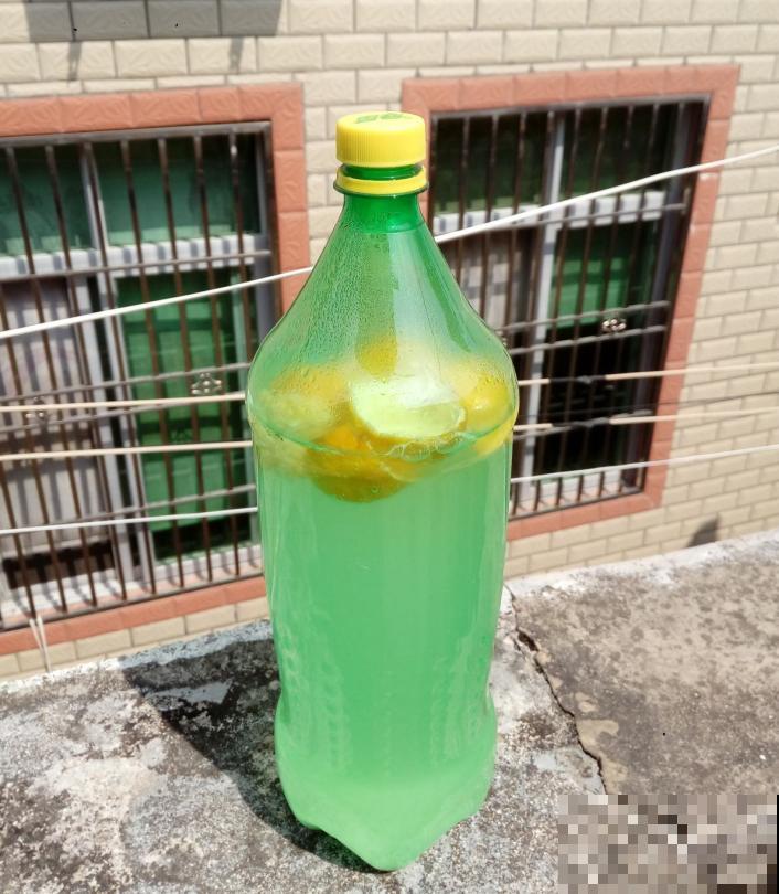水培绿萝咋过冬？里面加点料，蹭蹭长根叶子绿油油！