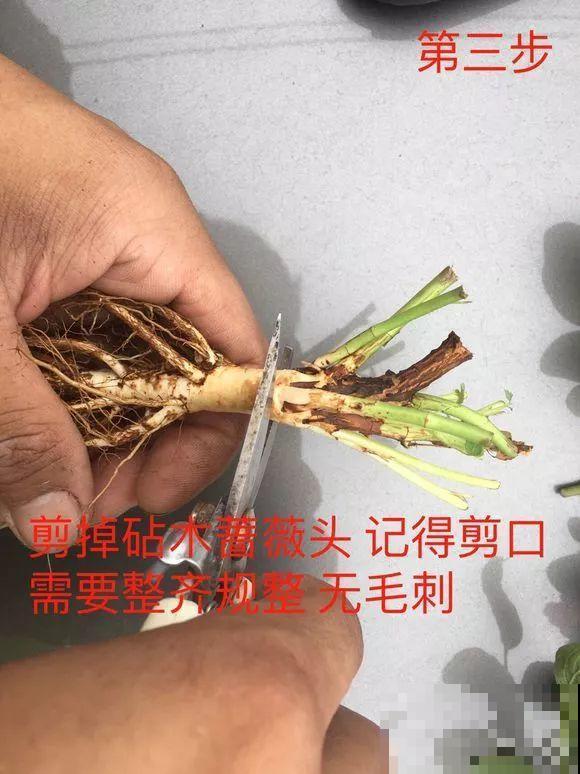 10块钱的月季，他养两年，转眼价格翻了几十倍！