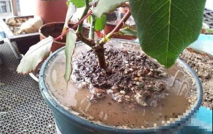 秋天给花浇水，记住3句话，安全过冬不烂根！