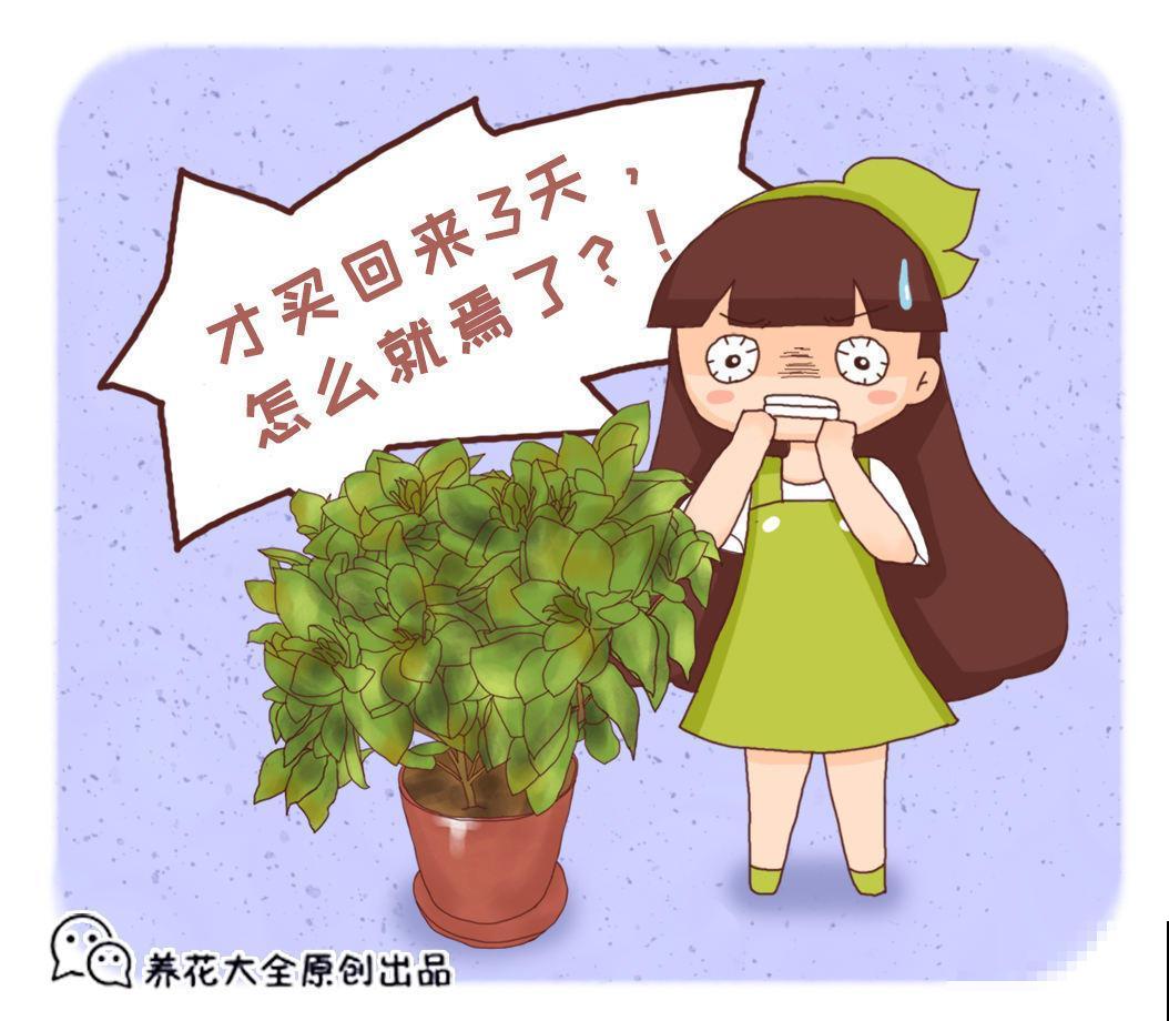 养花小提示，这3种花好看不好养，打算种花的你赶紧来看看