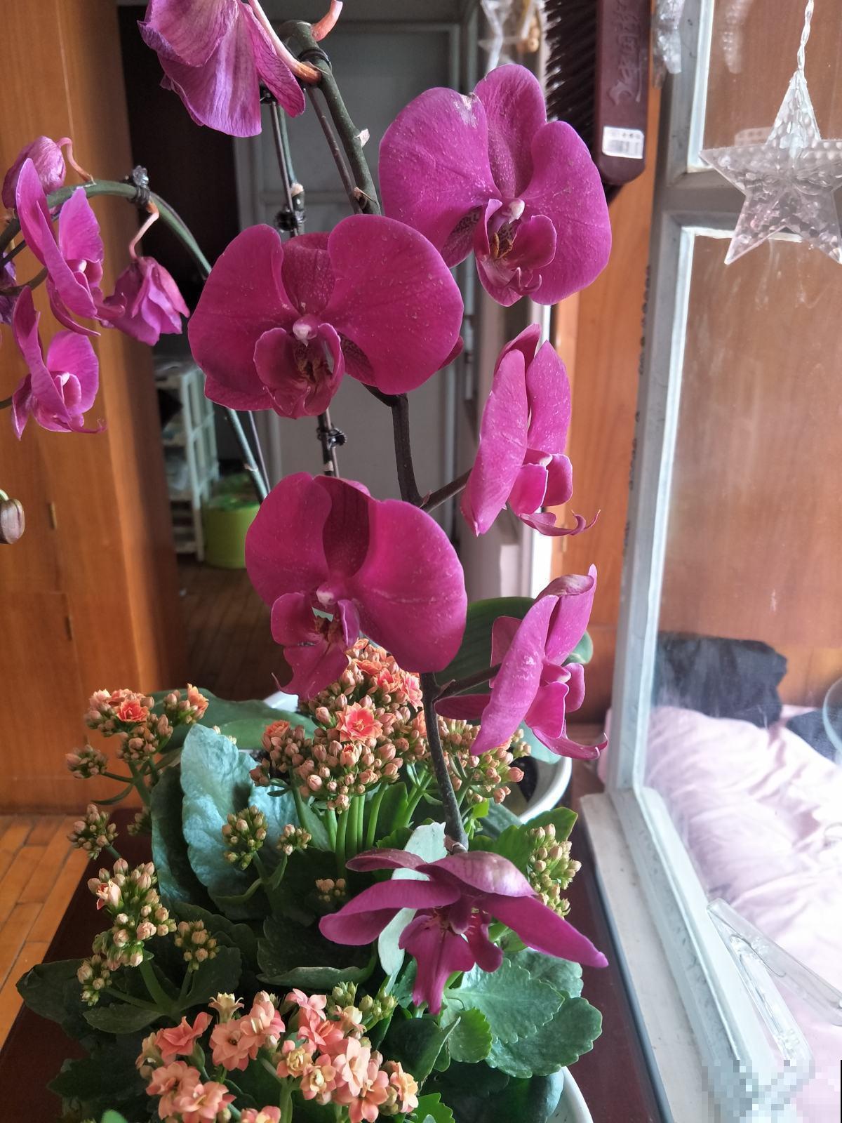 这花是冬天的人气花，花色艳丽，这样养护开花持久
