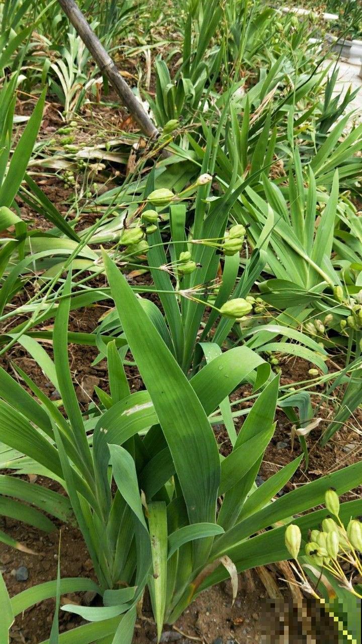 这野草根珍贵堪比金价，有缘人才能在野外碰见，近几年越来越少了