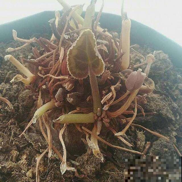 秋天养花必备剪刀，这四类植物这么咔嚓几刀，明年保准加速疯长