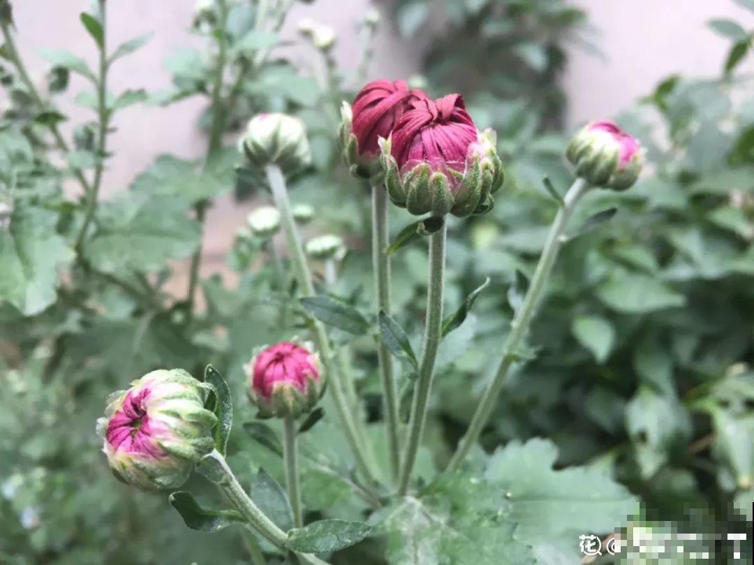 5种花开完赶紧剪一刀，10天一勺肥，还能再开2、3次！