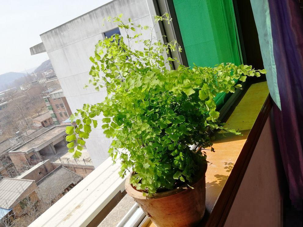 这3种植物放卫生间，空气立马清新起来，绿油油一片很养眼