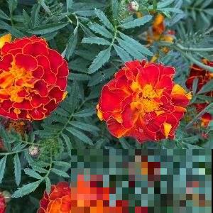这花可真抗冻，从现在一只开到明年春，播种60多天就开花！