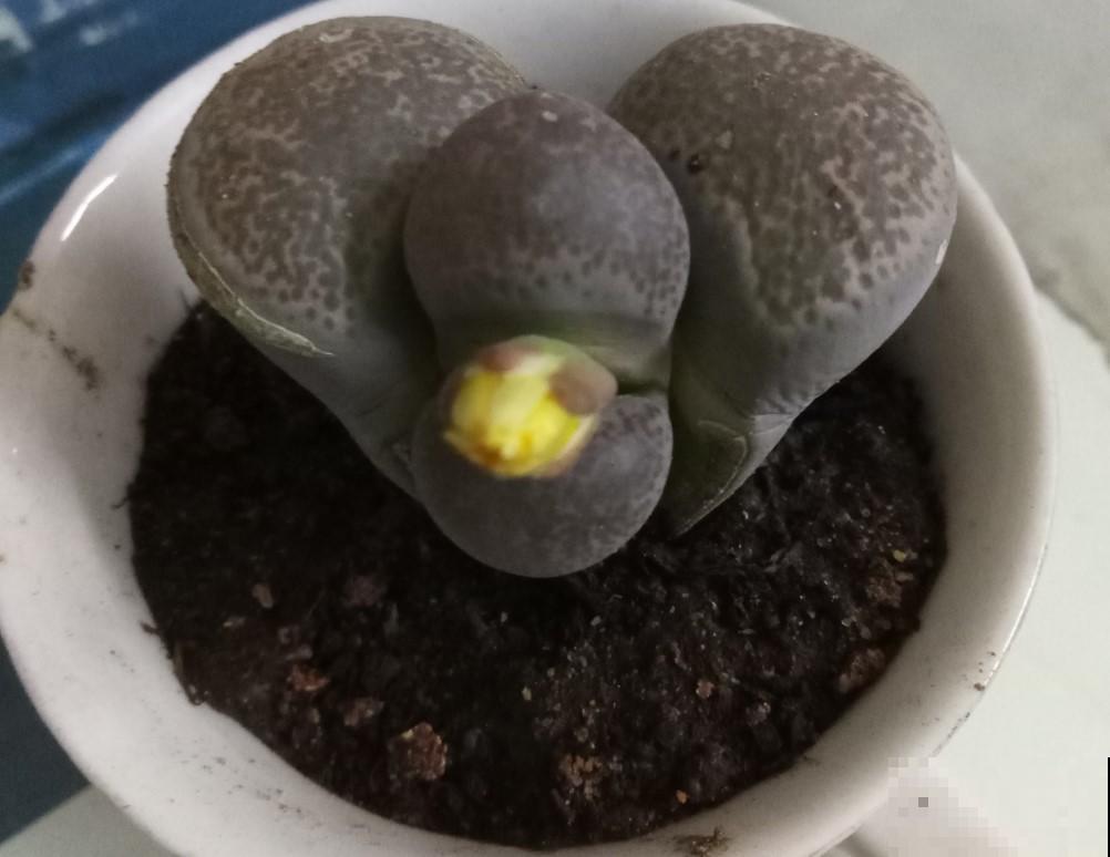 原来生石花也能开花，一个一个人小花漂亮，关键还能够收获种子