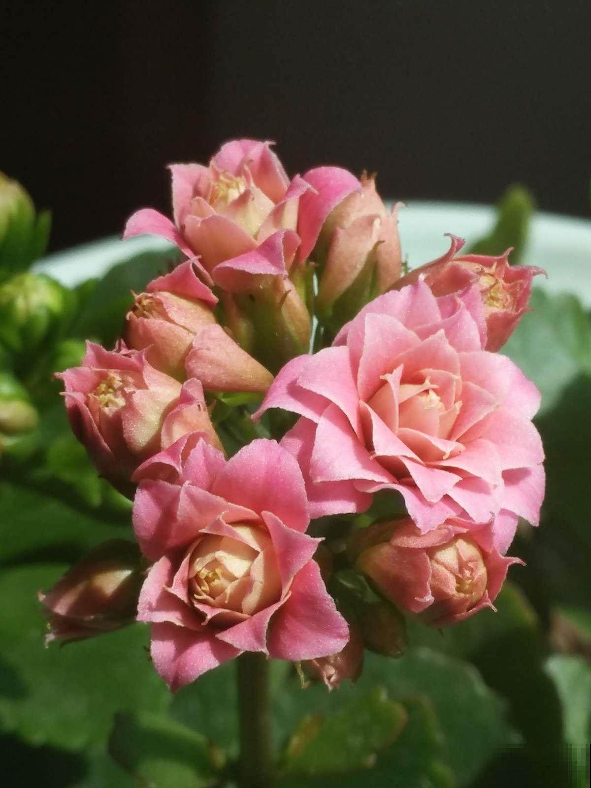 长寿花开成花球真带劲，用上这仨绝招，俩星期就催出“满头苞”！