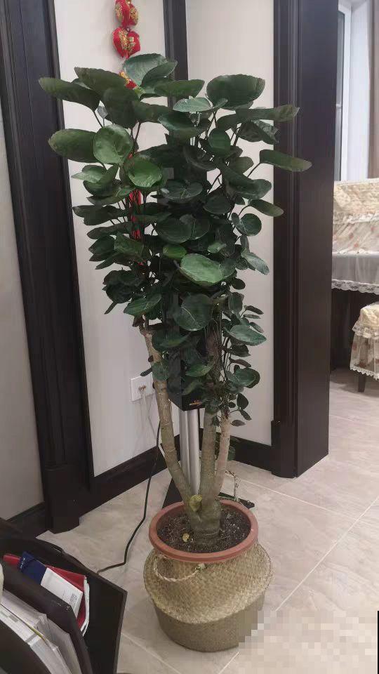 10种招财花，越养越气派，家里有一盆好运连连！