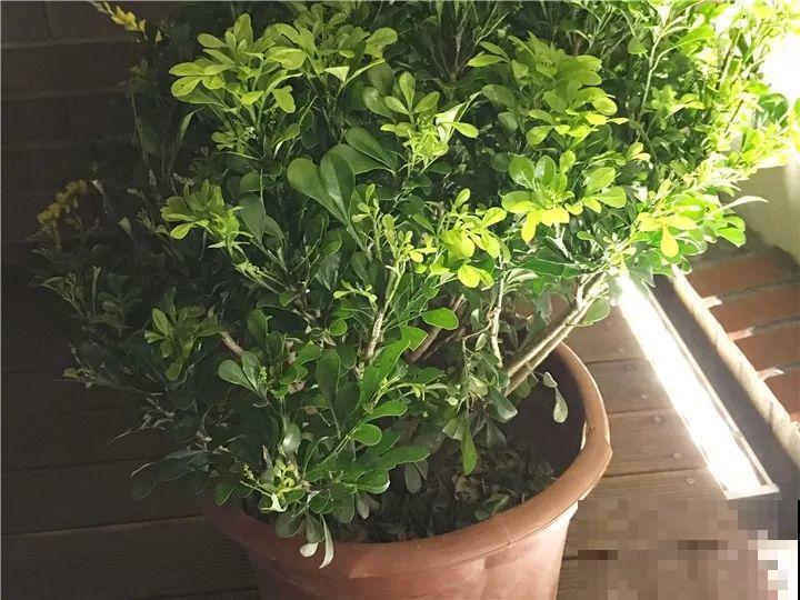 11月逛花市，这10种花还是别买了，养不活浪费钱！