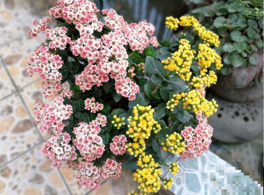 这花就得虐着养，套个袋子捂一捂，揭开立马冒花苞！