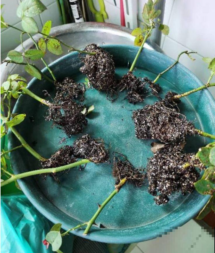 4种花太贵别买了，掐个枝就能活，能省不少买花钱！