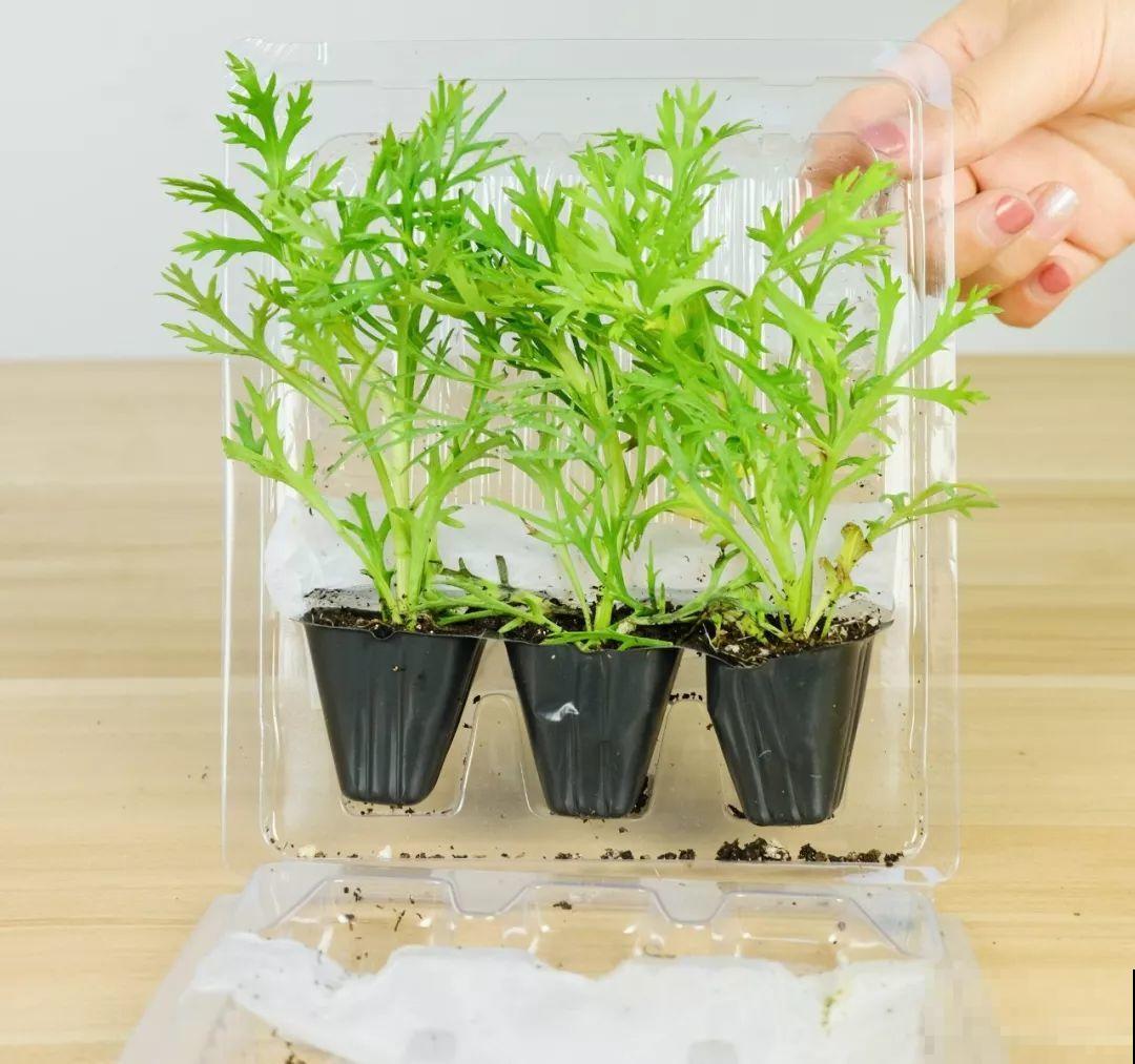 晾衣杆上挂盆它，个个开成大花球，阳台再小也能养！