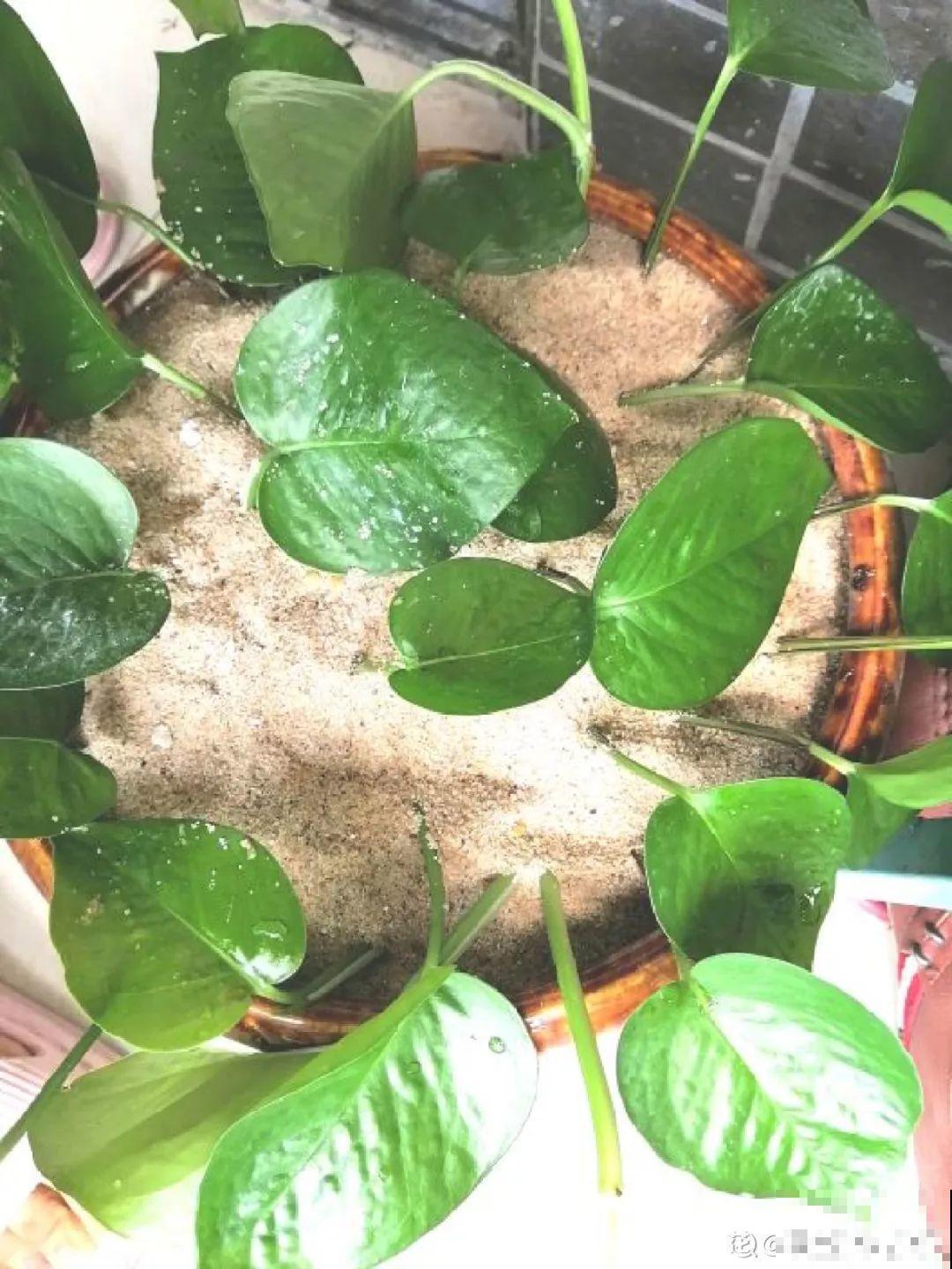 4种花爱长胡子，越多长越好，看到了可别瞎剪！
