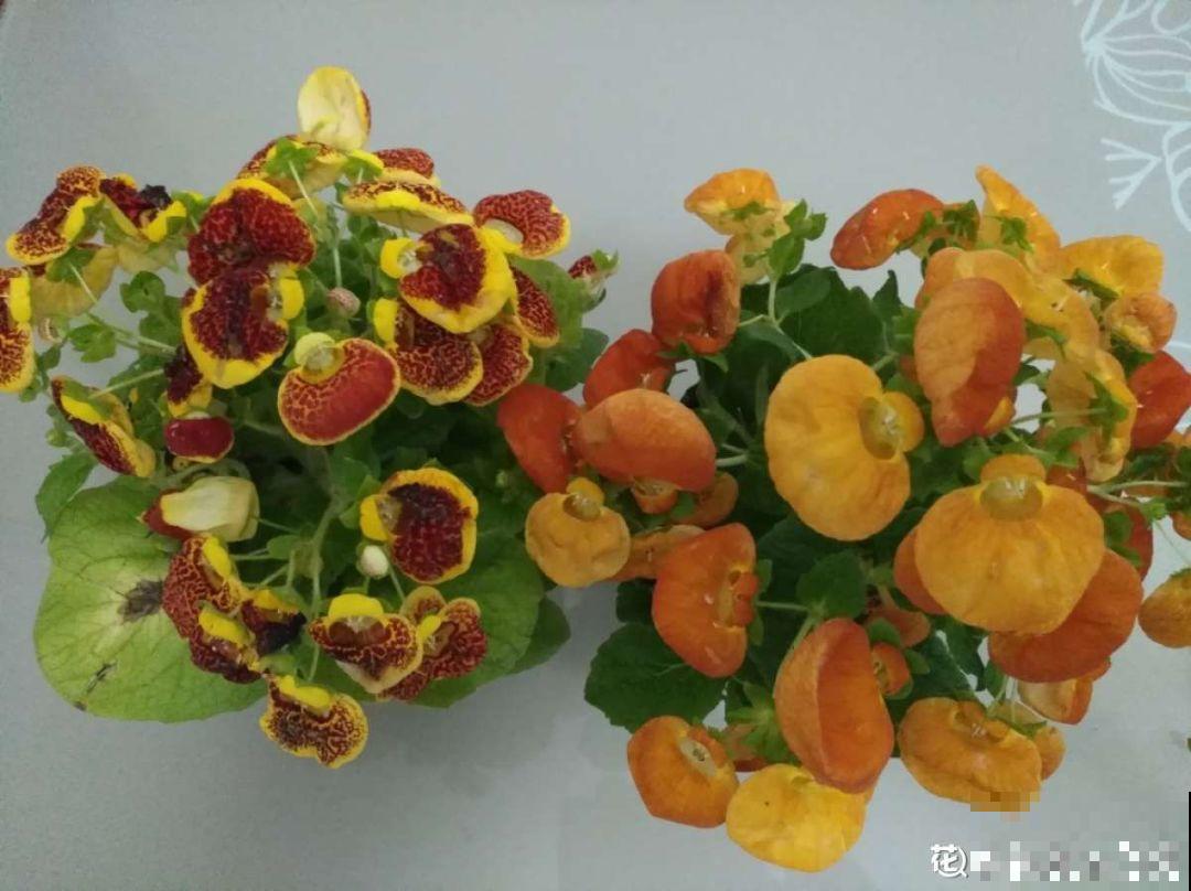 5种花别喷水，一喷叶子就发黄，小心3天掉成光杆！
