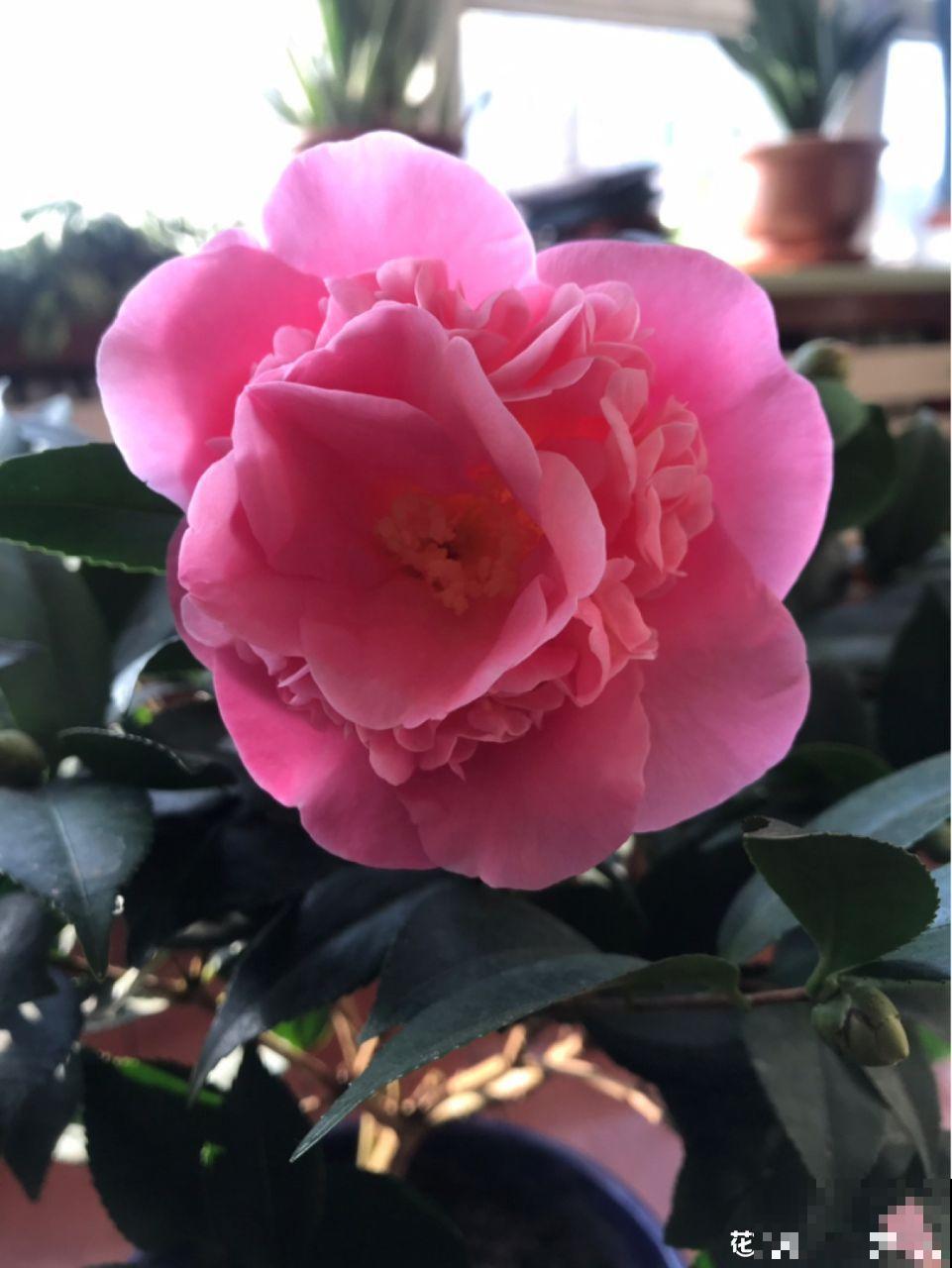 超耐寒的6种花，适合种院子里，天冷也能有花看！