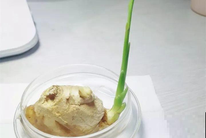 发芽的土豆先别扔，切块埋土里，仨月收获一箩筐！