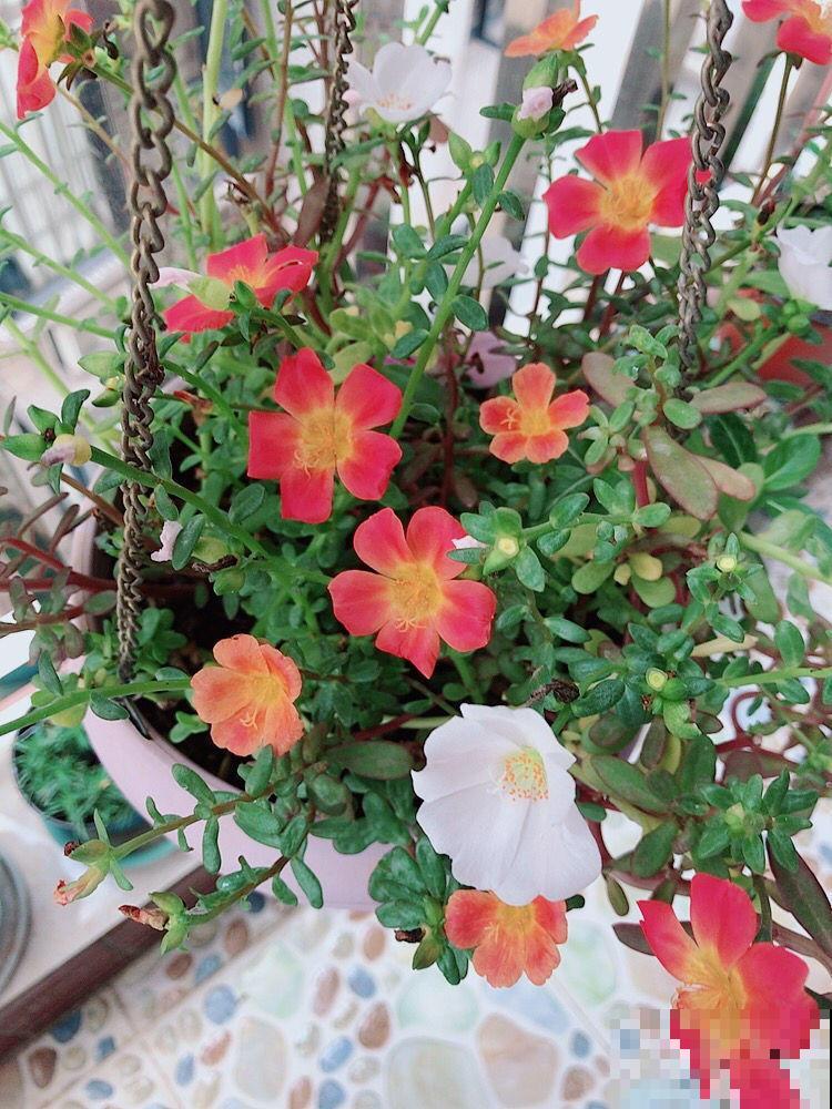 这几种花开花持久，养在阳台上，常年繁花似锦绽放美丽