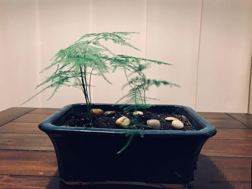 秋冬空气干燥灰尘多，在家养这几种植物，除尘除菌