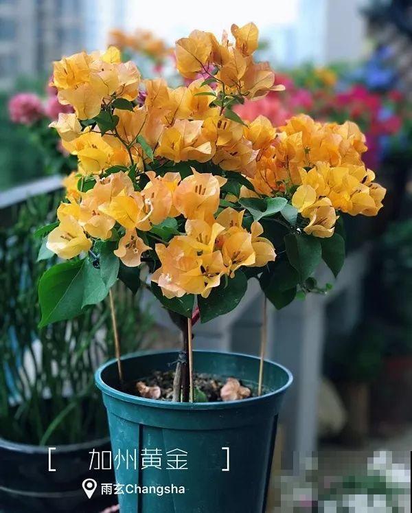 家里有三角梅的，露养断水2个月，安全越冬不用愁！