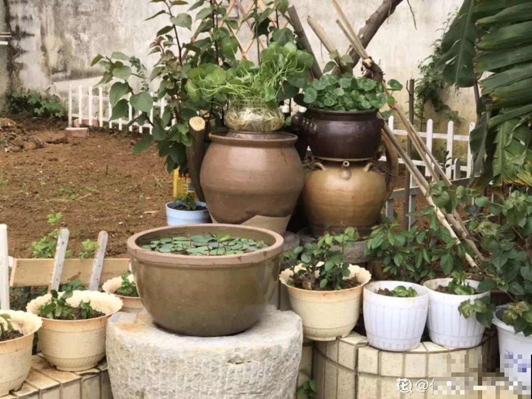 有个小院,养花喂猫,日子越过越充实! 有个小院,养花喂猫,日子越过越充实!