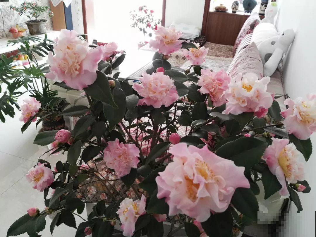 花市里猫腻多，碰见这10种花，再便宜也别买！