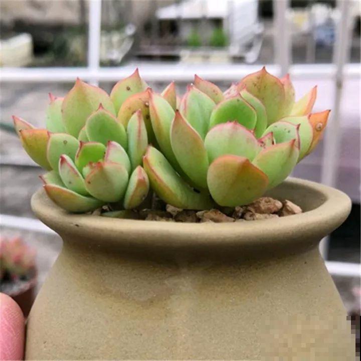 秋冬养了这种花，只要给它晒太阳，不用施肥都长胖！