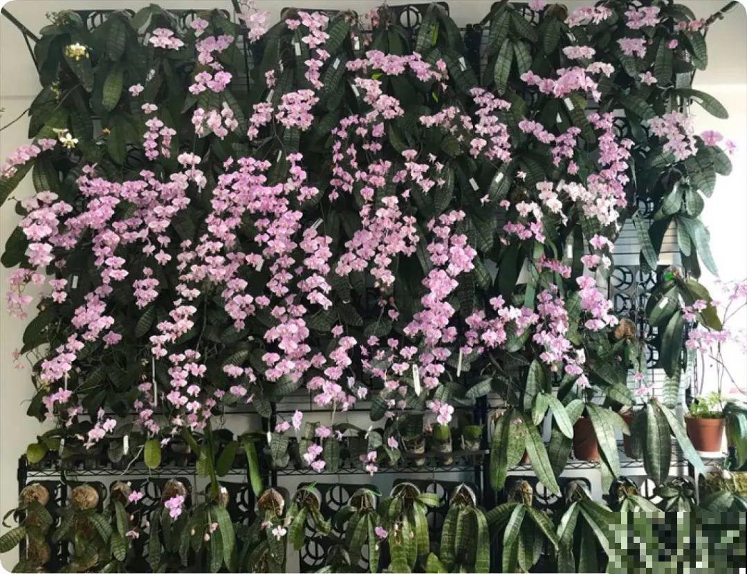 4种花特耐阴，放屋里照样开成花瀑布，窗帘都省了！