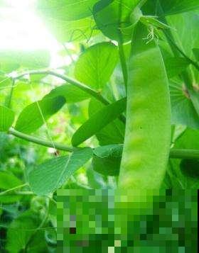 现在还能种豆？是的你没听错，几粒就能种出一大箩筐！