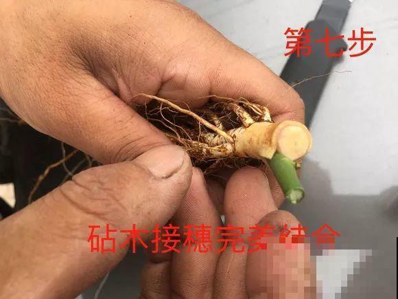 10块钱的月季，他养两年，转眼价格翻了几十倍！